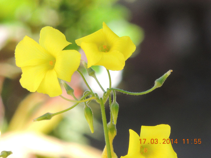 flowers 2014 466_.jpg