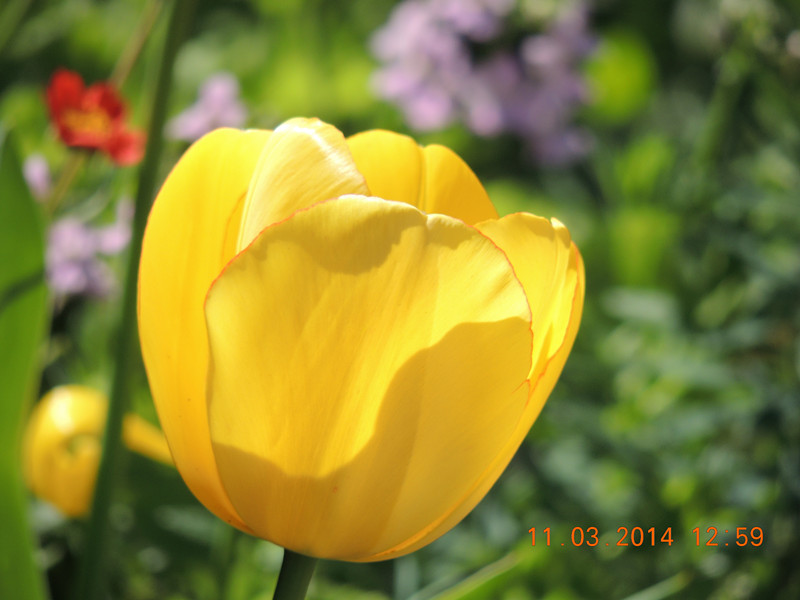 flowers 2014 368_.jpg