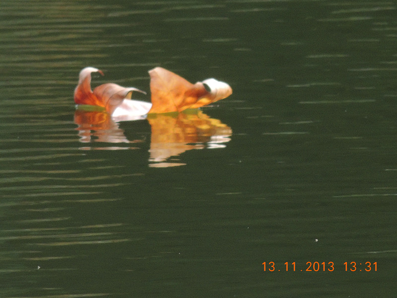 Golden gate park 1029_.jpg