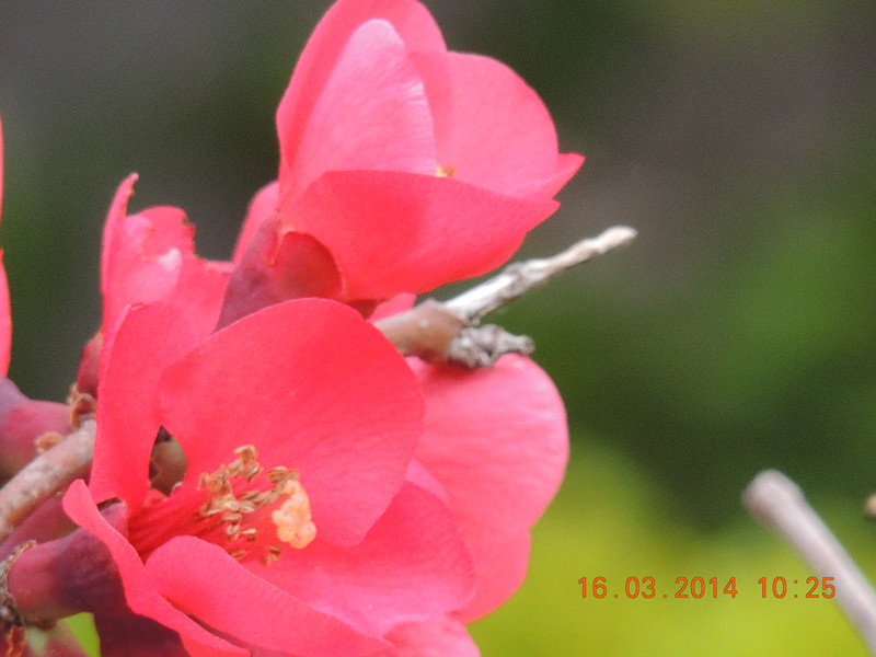 flowers 2014 456_.jpg