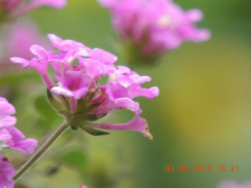 flowers 2014 259_.jpg