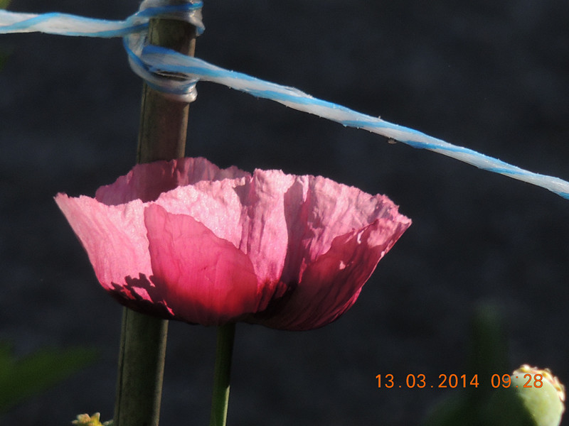 flowers 2014 385_.jpg