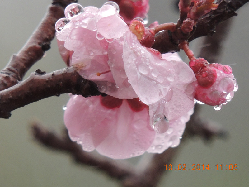 flowers 2014 135_.jpg