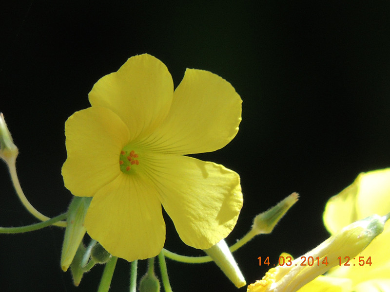flowers 2014 416_.jpg