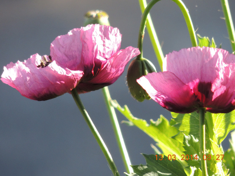 flowers 2014 382_.jpg