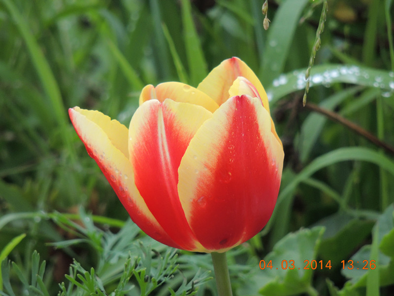flowers 2014 303_.jpg