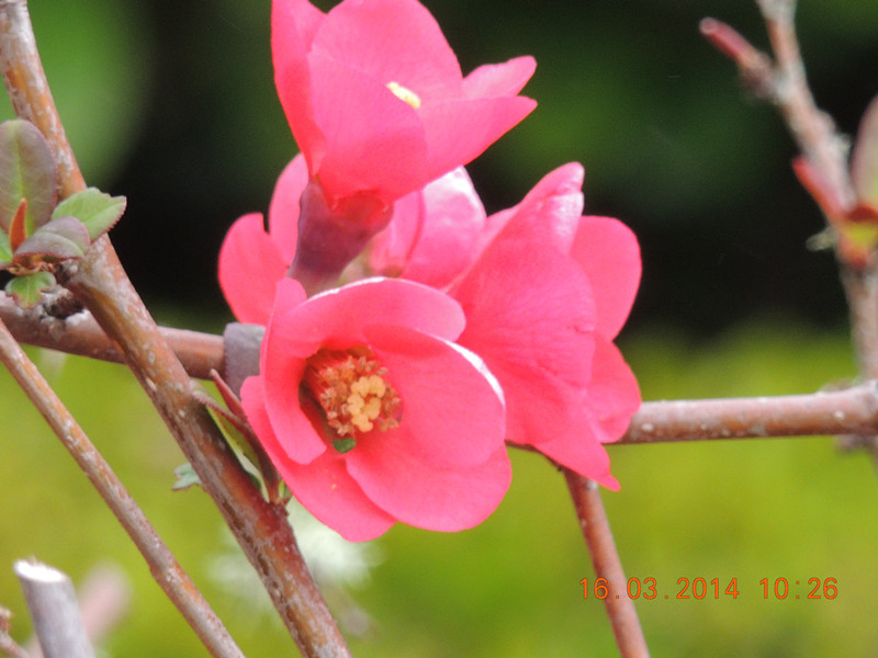 flowers 2014 457_.jpg