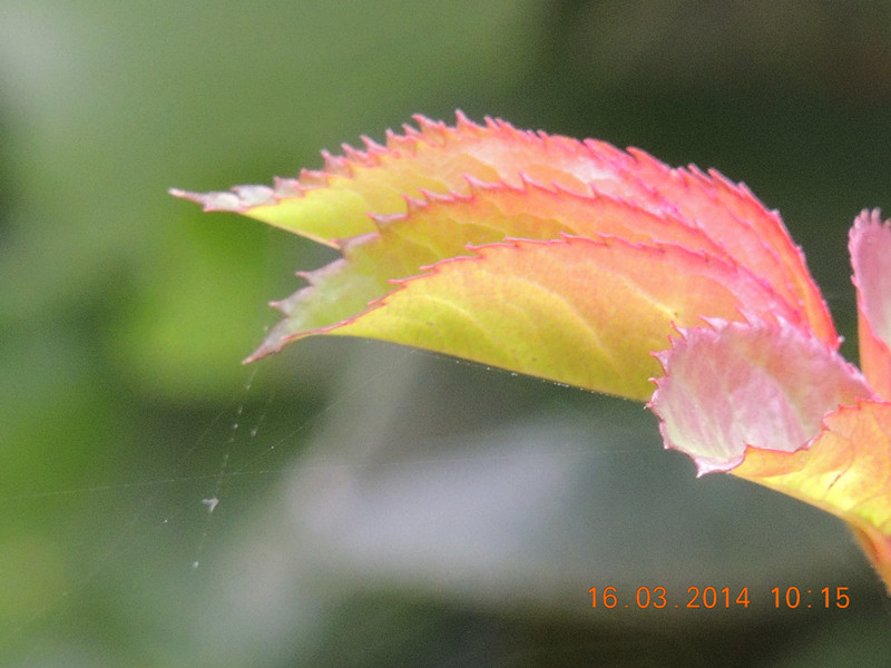 flowers 2014 440_.jpg