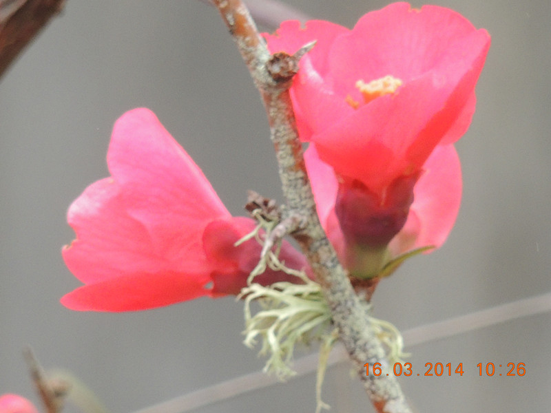 flowers 2014 460_.jpg