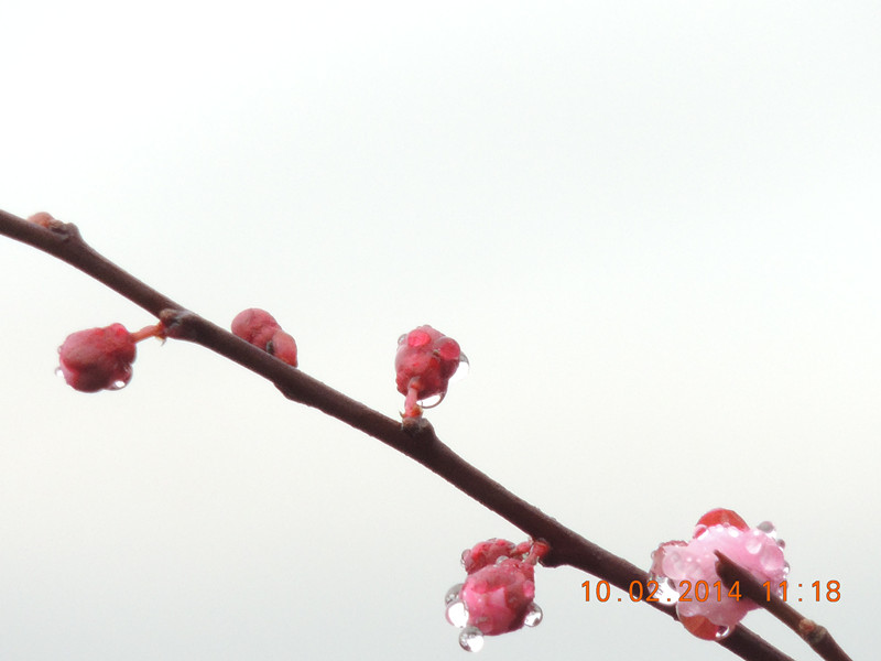 flowers 2014 155_.jpg