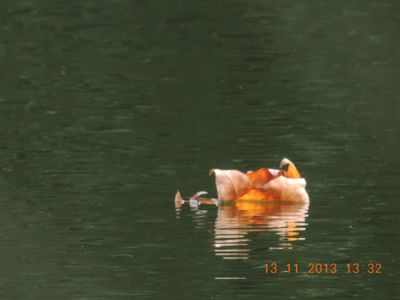 Golden gate park 1032_.jpg