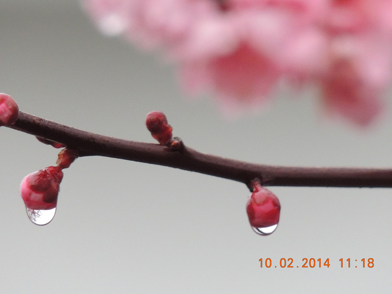 flowers 2014 153_.jpg