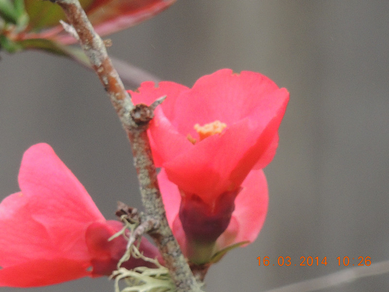 flowers 2014 459_.jpg