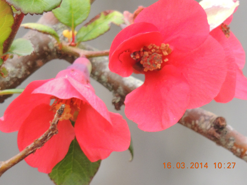 flowers 2014 461_.jpg