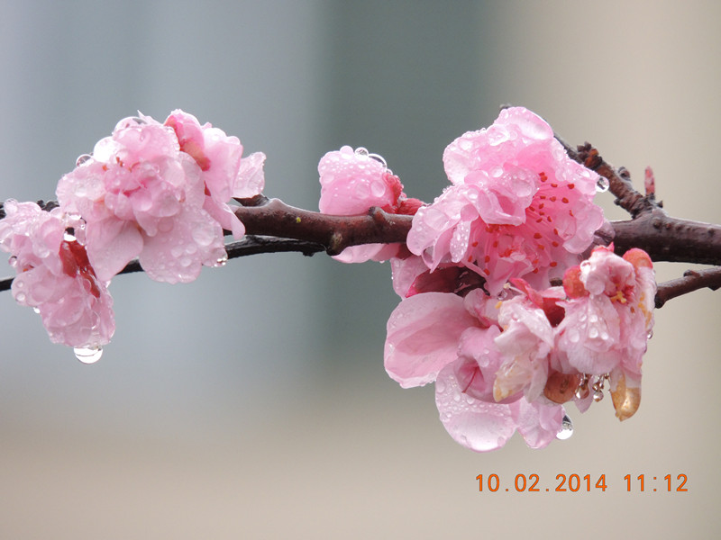 flowers 2014 145_.jpg