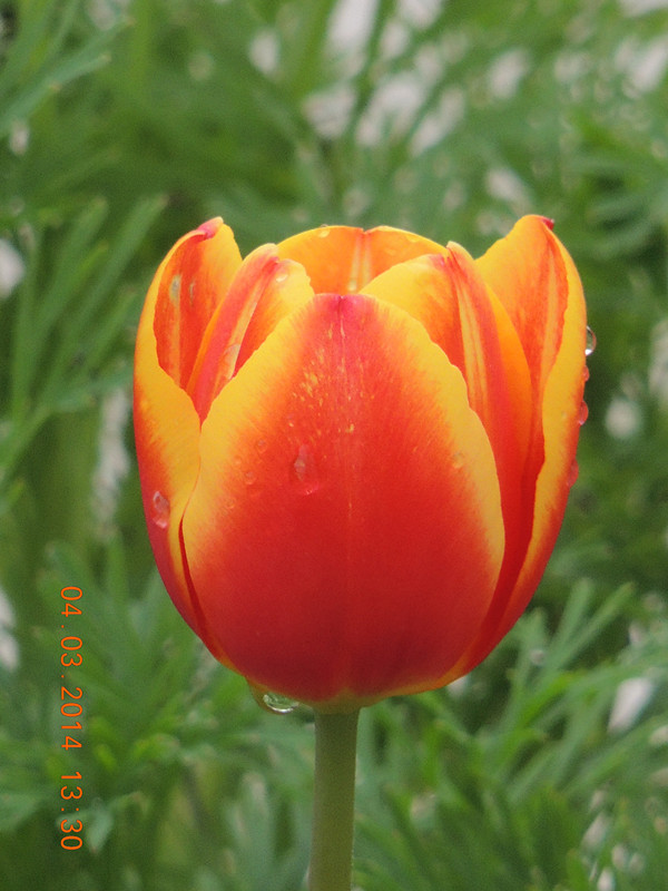 flowers 2014 320_ת_.jpg