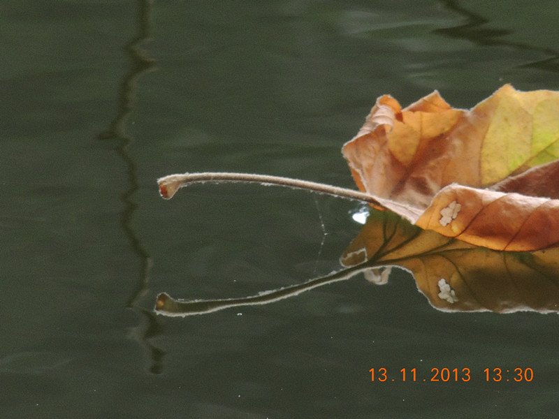 Golden gate park 1024_.jpg