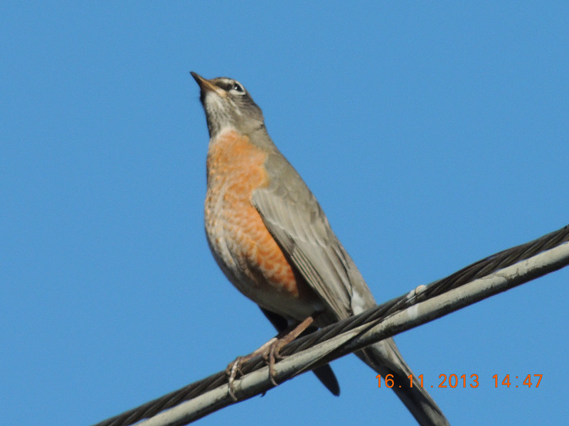 bird 439_.jpg