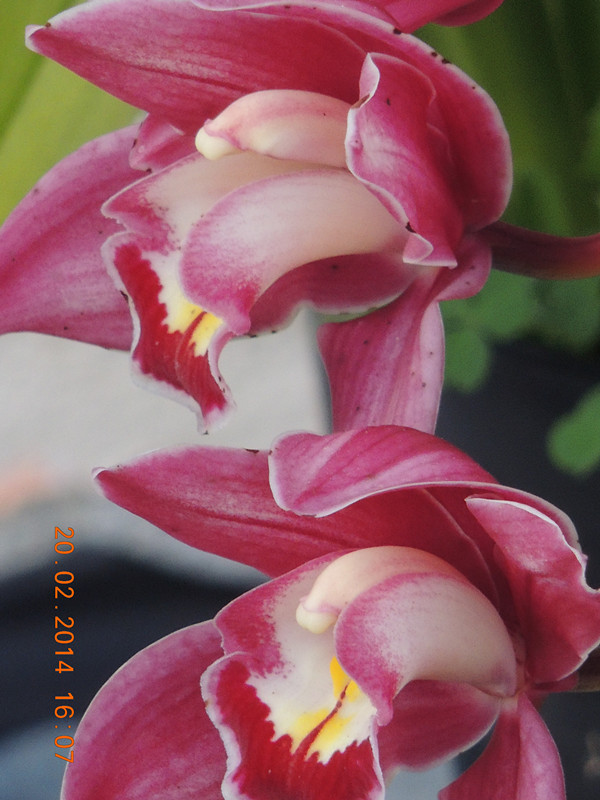 flowers 2014 206_ת_.jpg