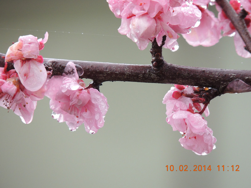 flowers 2014 144_.jpg