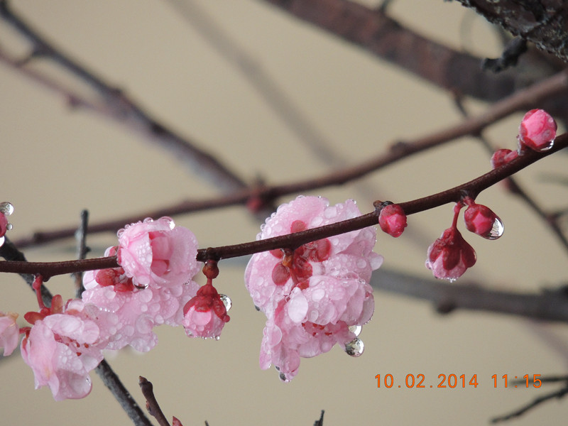 flowers 2014 150_.jpg