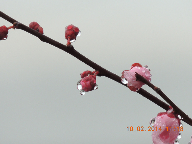 flowers 2014 156_.jpg