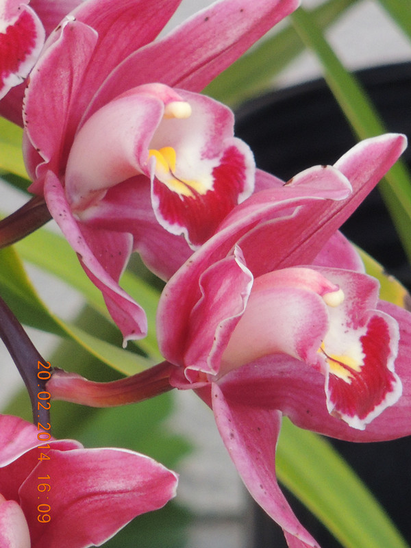 flowers 2014 210_ת_.jpg