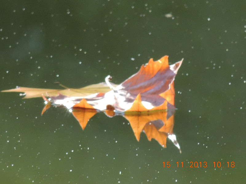 Golden gate park 1039_.jpg