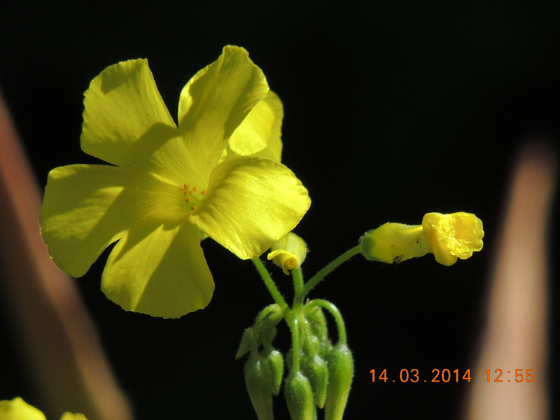 flowers 2014 421_.jpg