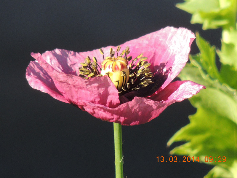 flowers 2014 387_.jpg