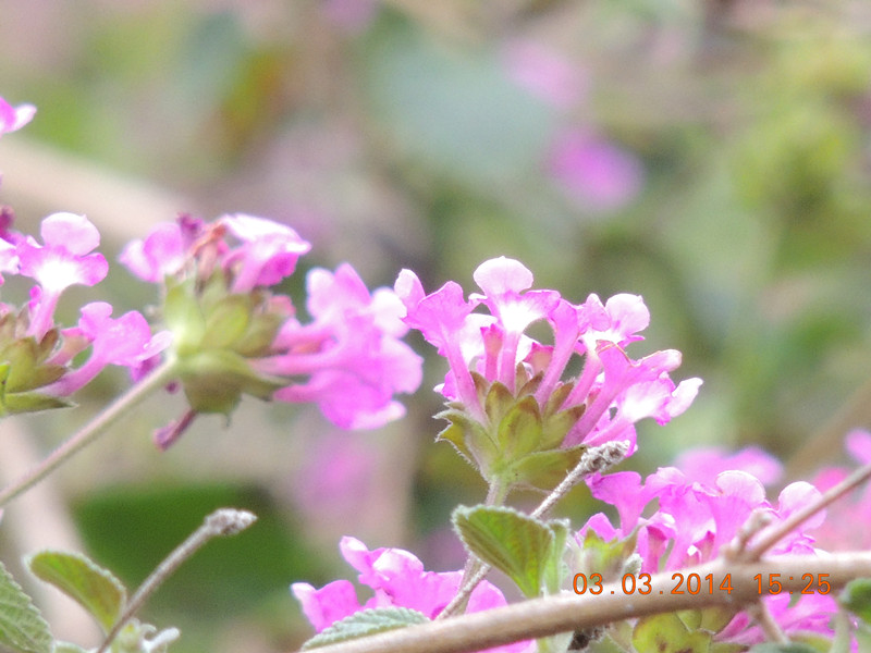 flowers 2014 273_.jpg