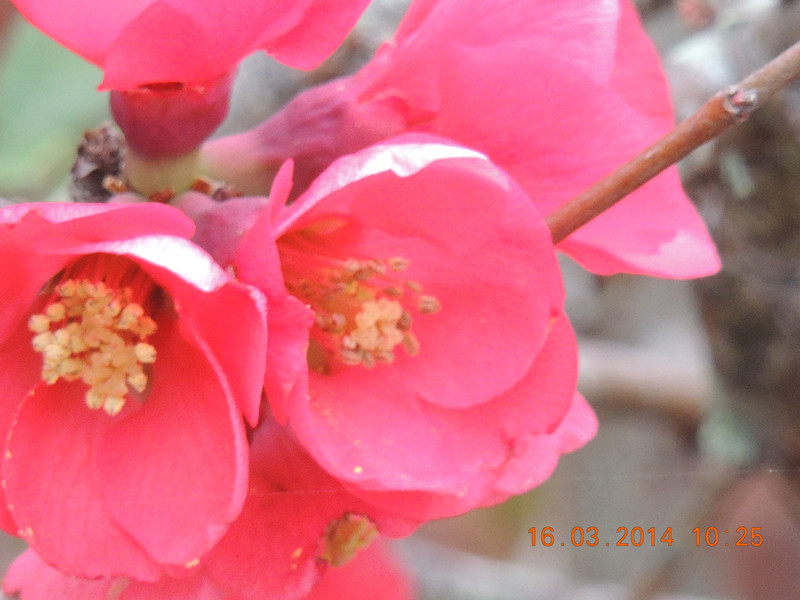 flowers 2014 455_.jpg