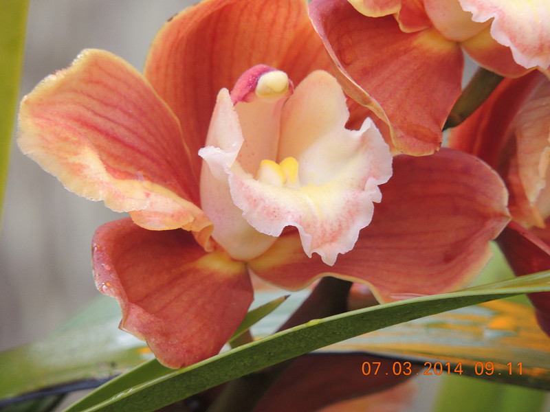 flowers 2014 327_.jpg
