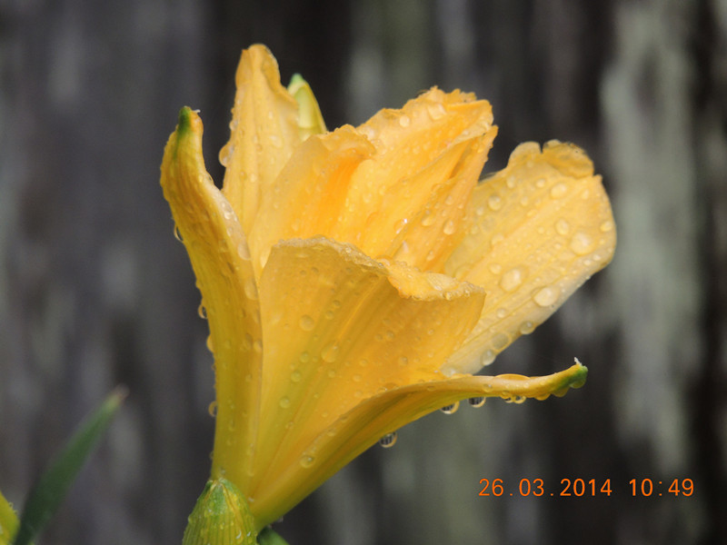 flowers 2014 683_.jpg