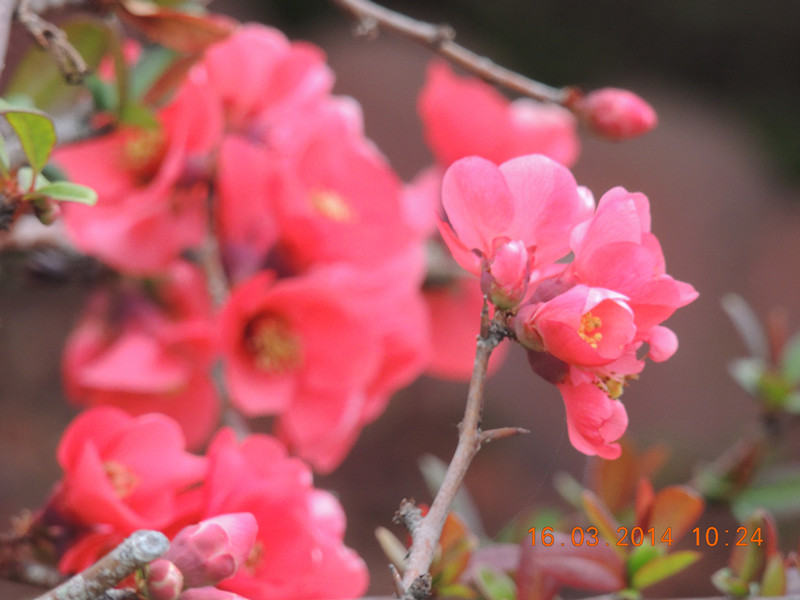 flowers 2014 452_.jpg