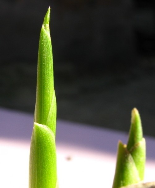 20091118192238_conew837.jpg