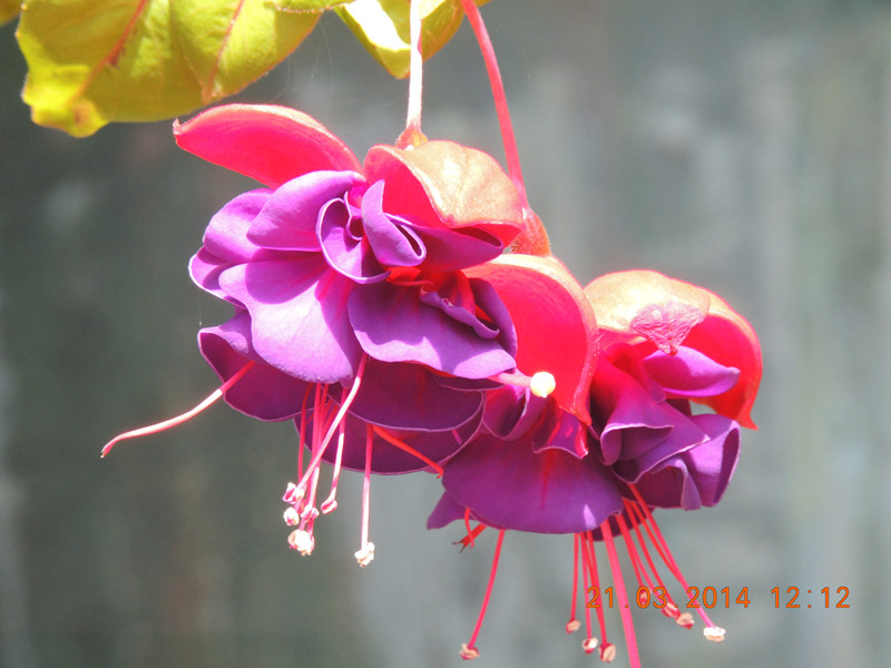 flowers 2014 562_.jpg