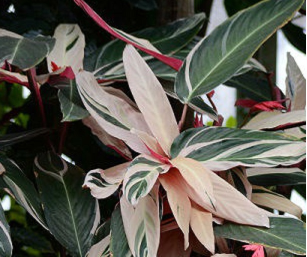 DSC_036a.JPG