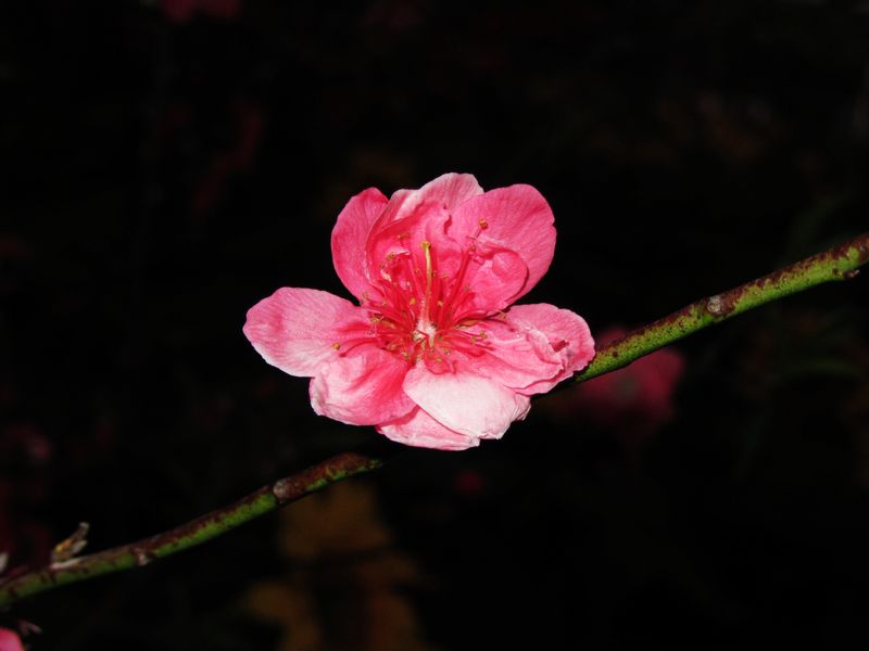 IMG_1037.jpg
