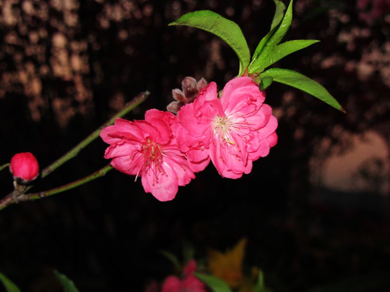 IMG_1041.jpg