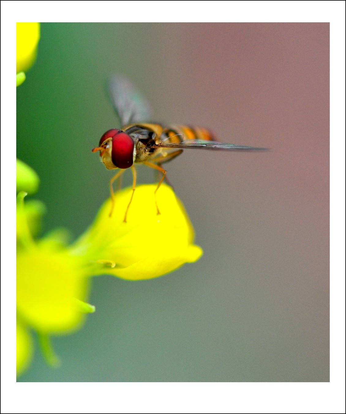 DSC_5163_conew1.jpg