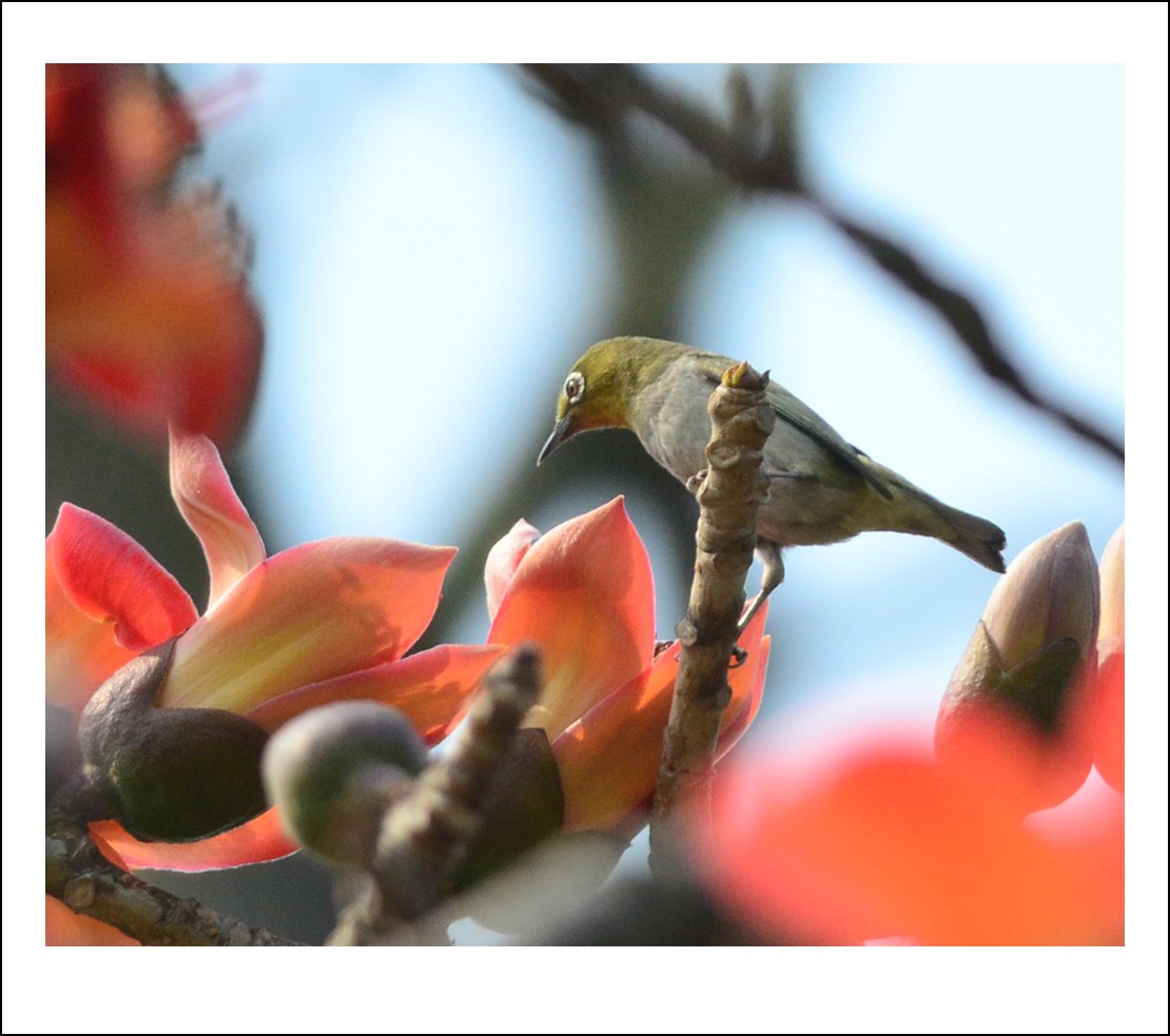 DSC_8431_conew1.jpg