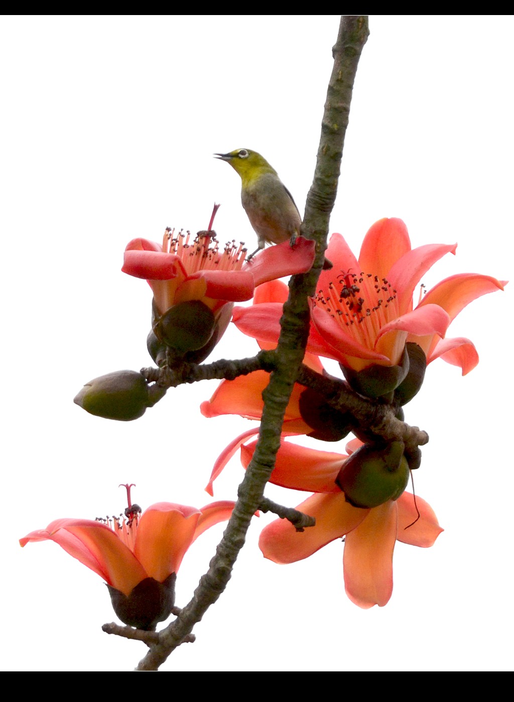 DSC_8627_conew1.jpg