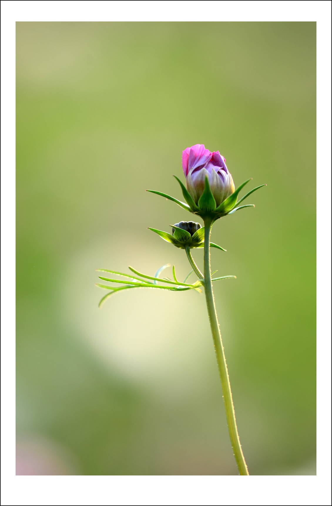 DSC_7422_conew1.jpg