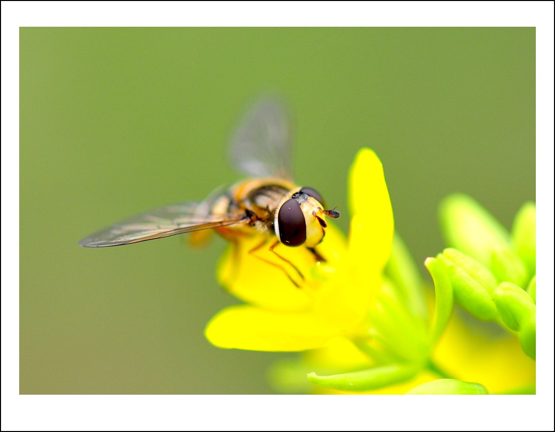 DSC_5183_conew1.jpg