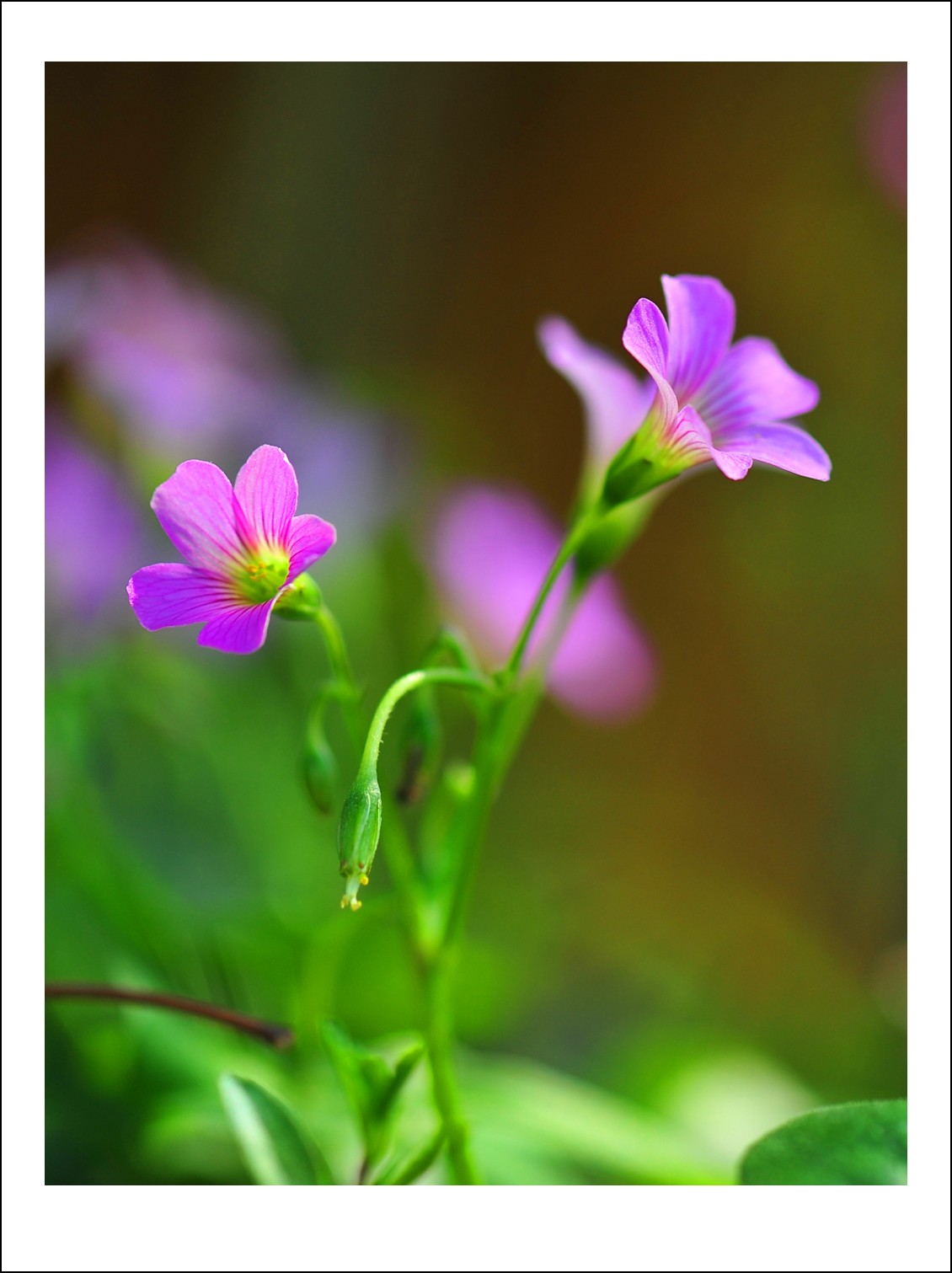 DSC_7321_conew1.jpg