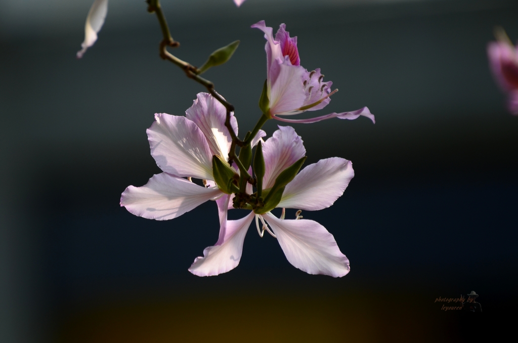 DSC_1043.jpg