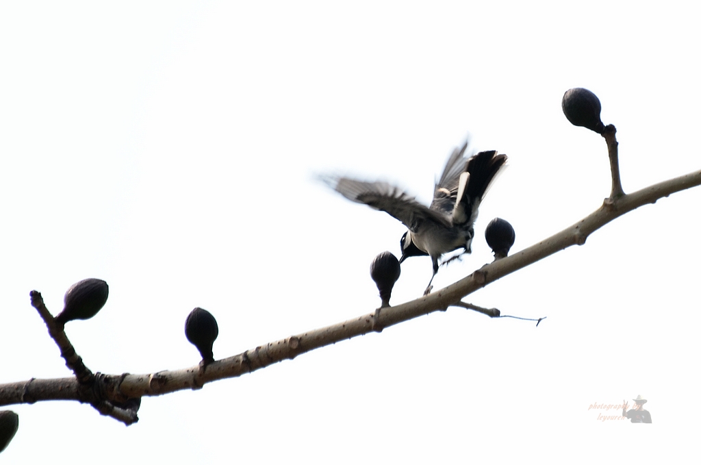 DSC_1019.jpg