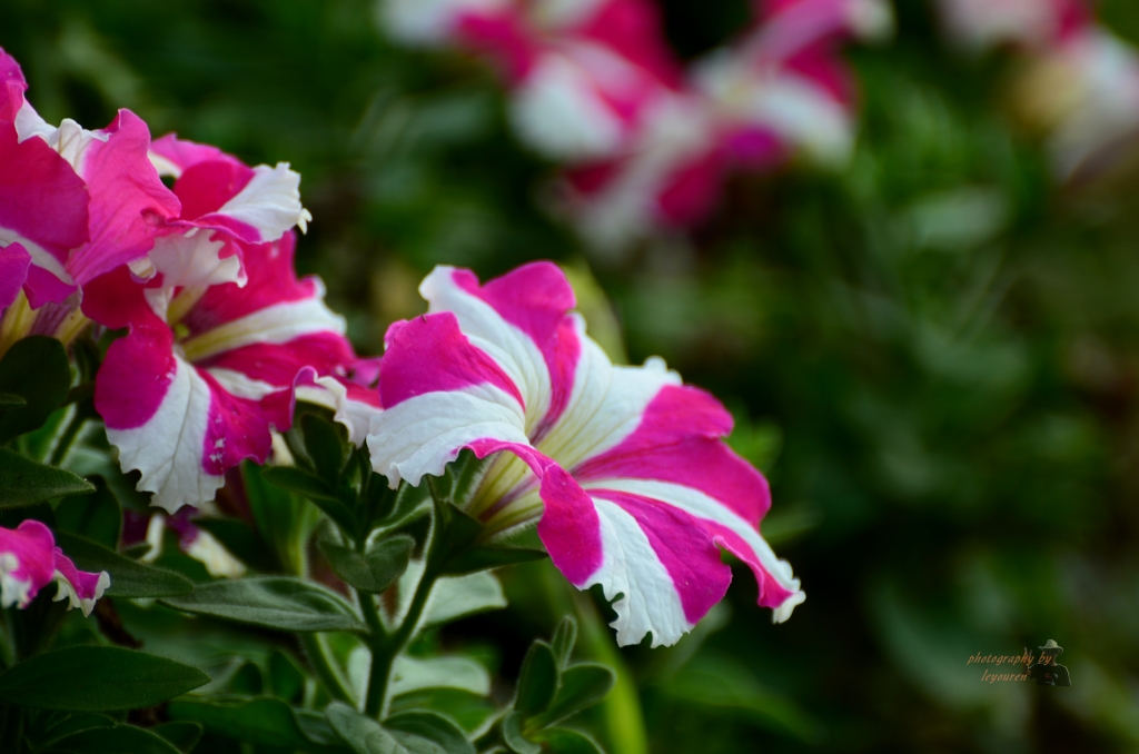 DSC_0836.JPG