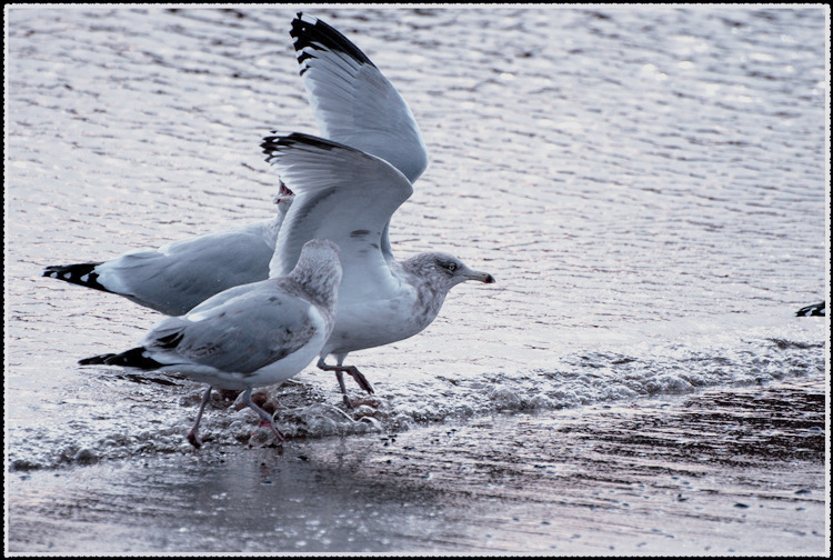 DSC_3331.jpg